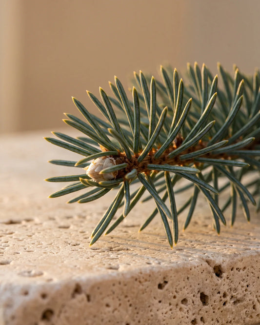 Gros plan sur l’extrémité d’une branche d’épinette noire aux aiguilles bleu-vert dans un contre-jour chaud : la senteur vive et balsamique, aux accents de forêt de l’huile essentielle pure d’épinette noire Delune