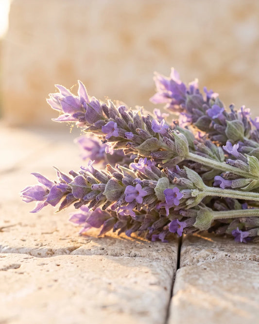 Lavande fraîchement coupée en fleur posée sur un travertin chaud, sous un soleil doré et bas : la senteur florale et apaisante de l’huile essentielle pure de lavande bulgare Delune
