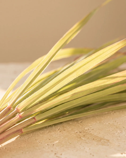 Feuilles fraîches de citronnelle lumineuses dans un contre-jour chaud sur travertin : la senteur lumineuse et citronnée de l’huile essentielle pure de citronnelle de Java Delune