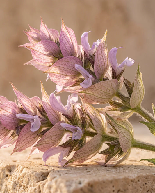 Épis de sauge sclarée aux bractées rose lilas dans un contre-jour chaud : la senteur herbacée et musquée de l’huile essentielle pure de sauge sclarée Delune