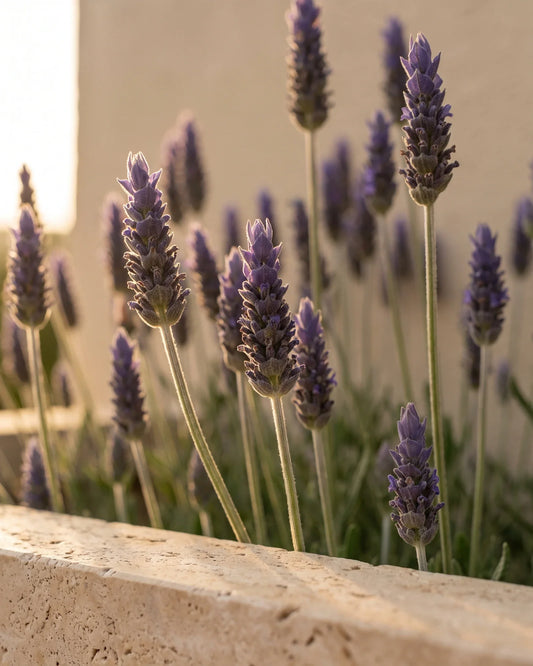 Tiges droites de lavande française fraîche en contre-jour sous un soleil doré : la senteur florale, douce et fraîche de l’huile essentielle pure de lavande française Delune