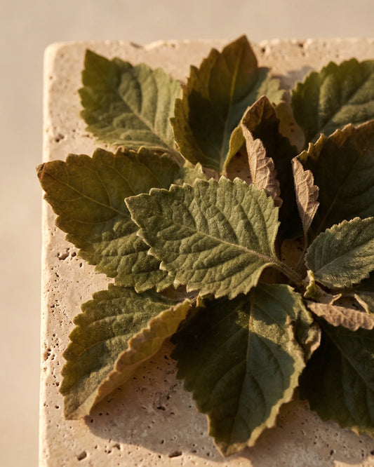 Feuilles de patchouli douces et dentelées vues de dessus dans une lumière chaude : la senteur profonde et terreuse de l’huile essentielle pure de patchouli Delune