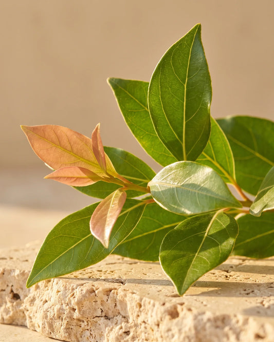Feuilles fraîches de ravintsara aux jeunes pousses cuivrées dans un contre-jour chaud : la senteur fraîche et camphrée de l’huile essentielle pure de ravintsara Delune
