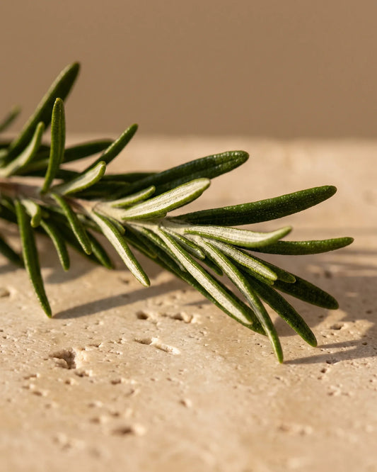 Brin de romarin frais sous un soleil bas et chaud sur travertin ivoire : la senteur vive et herbacée de l’huile essentielle pure de romarin Delune