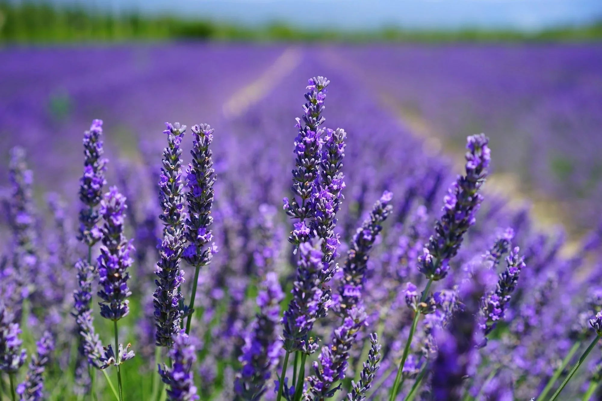 9 Lovely Benefits of Lavender Essential Oil (Yes, It's a Chill Miracle ...