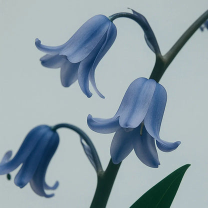 BluebellWoods-Diffuser_12a231fc-5903-468b-84f1-354cf80ca6e3 - Delune 