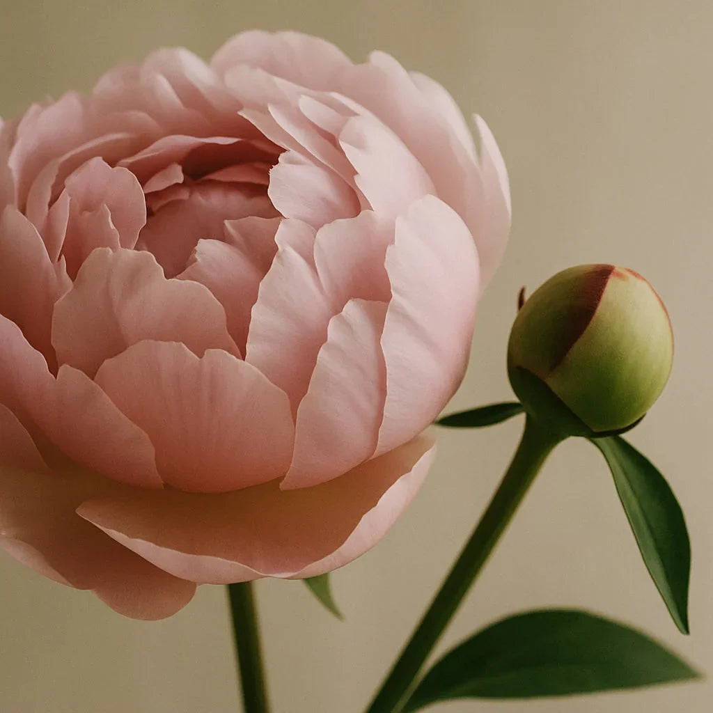 Blush Peony & Suede - Eau de Parfum - Delune 