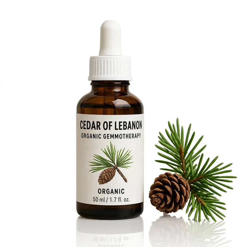 Cedar of Lebanon Organic Gemmotherapy