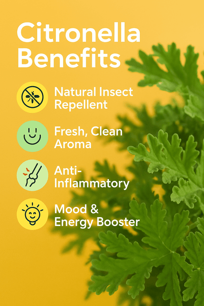 Citronella Pure Essential Oil - Delune 