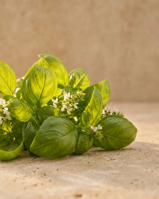 Généreux bouquet de basilic frais en contre-jour sous un soleil chaud : la senteur herbacée, douce et poivrée de l’huile essentielle pure de basilic Delune