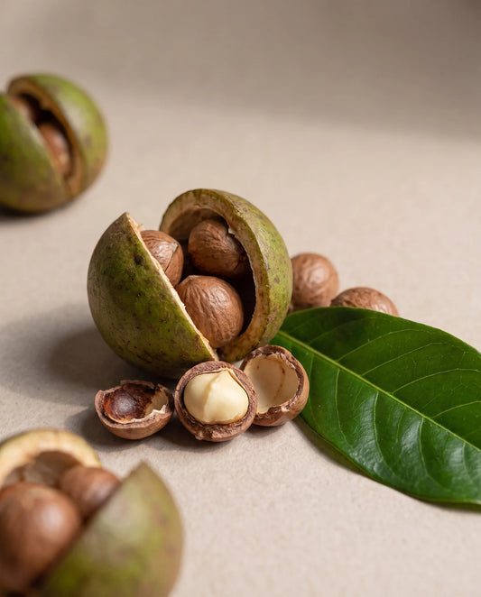 Delune Cacay Seed Oil botanical still life of cacay nuts