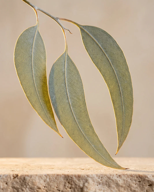 Branche d’eucalyptus aux feuilles vert-de-gris en contre-jour sous un soleil chaud : la senteur nette et rafraîchissante de l’huile essentielle pure d’eucalyptus radiata Delune
