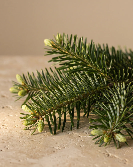 Extrémités de branches de sapin aux jeunes pousses vives sur travertin chaud : la senteur vive et fraîche, aux accents de forêt de l’huile essentielle pure d’aiguille de sapin Delune