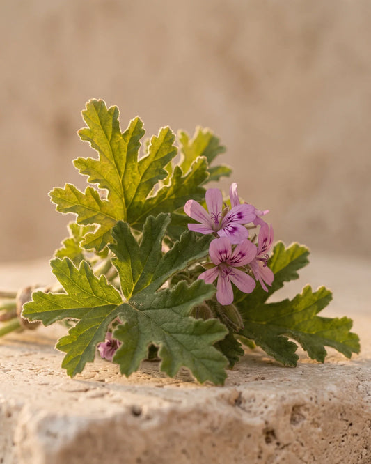 Feuilles fraîches de géranium rosat et fleurs rose tendre sur travertin chaud : la senteur rosée et verte de l’huile essentielle pure de géranium Delune