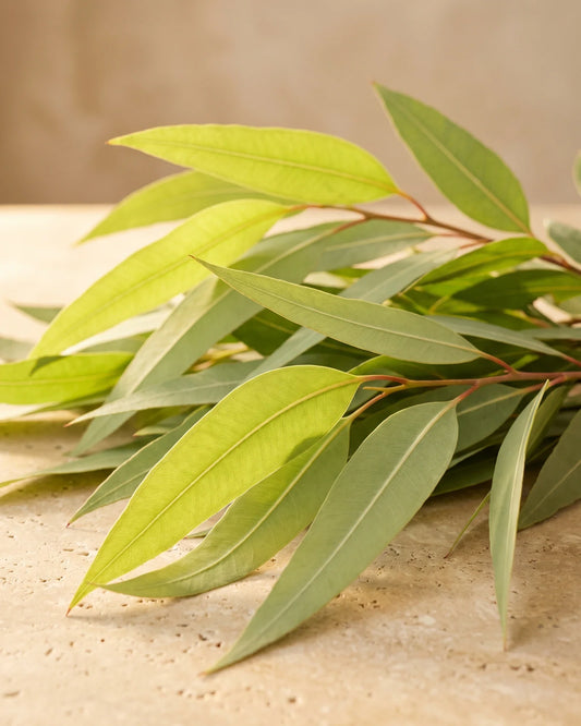 Longues feuilles étroites d’eucalyptus citronné lumineuses dans un contre-jour chaud : la senteur lumineuse et citronnée de l’huile essentielle pure d’eucalyptus citronné Delune