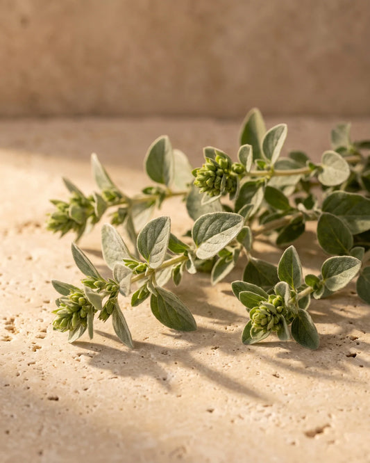 Brins frais de marjolaine aux boutons floraux noués sur travertin chaud : la senteur chaude et herbacée de l’huile essentielle pure de marjolaine Delune