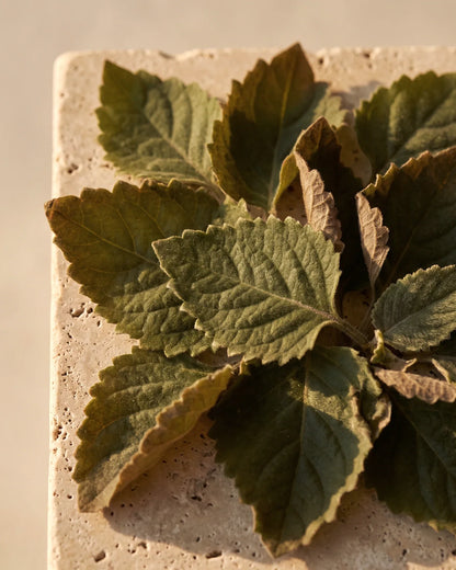 Soft, toothed patchouli leaves seen from above in warm light — the deep, earthy scent of Delune Patchouli Pure Essential Oil