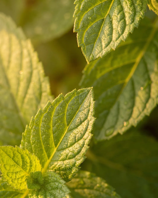 Gros plan sur des feuilles de menthe poivrée fraîches couvertes de rosée, en contre-jour sous un soleil chaud : la senteur fraîche et vivifiante de l’huile essentielle pure de menthe poivrée Delune