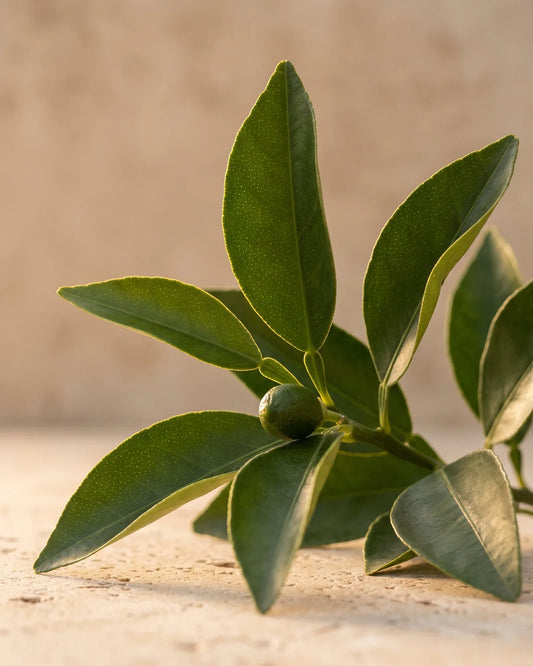 Rameau brillant d’oranger amer avec un petit fruit vert dans un contre-jour chaud : la senteur hespéridée, verte et boisée de l’huile essentielle pure de petitgrain Delune