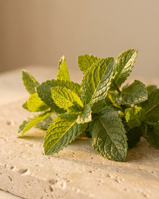 Feuilles dentelées de menthe verte fraîche en contre-jour sous un soleil chaud : la senteur mentholée, douce et fraîche de l’huile essentielle pure de menthe verte Delune