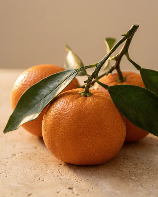 Tangerines entières sur une branche feuillue dans une lumière chaude, sur travertin : la senteur hespéridée, lumineuse et douce de l’huile essentielle pure de tangerine Delune