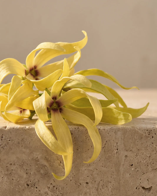Fleurs fraîches d’ylang-ylang aux longs pétales jaunes torsadés sur travertin chaud : la senteur florale, riche et capiteuse de l’huile essentielle pure d’ylang-ylang Delune