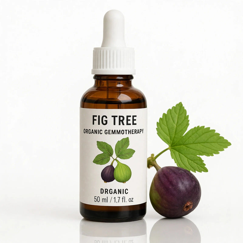 Fig Tree Organic Gemmotherapy